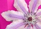 Flore